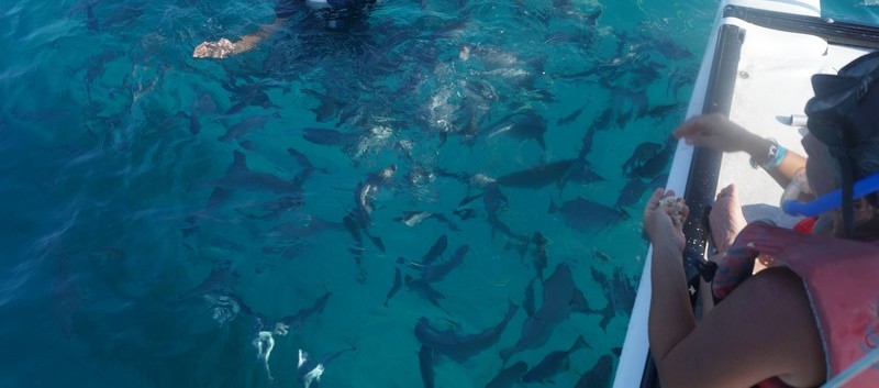 Baño con peces . Vardero. Matanzas