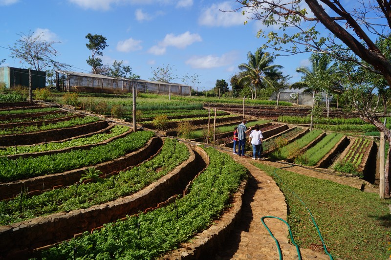 Finca Marta. Km 19.5 Autopista Este-Oeste, Caimito, Artemisa . Agroturismo. Agroecología
