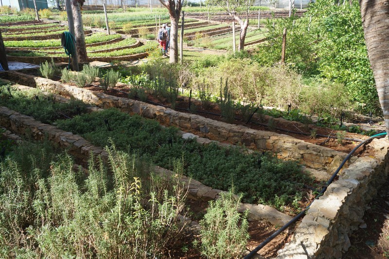 Finca Marta. Km 19.5 Autopista Este-Oeste, Caimito, Artemisa . Agroturismo. Agroecología